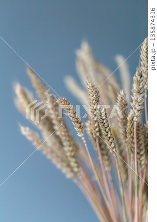 Close-up of spikelets of wheat on a blue background. Close-up of spikelets of wheat on a blue background. 135874316