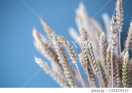 Close-up of spikelets of wheat on a blue background. Close-up of spikelets of wheat on a blue background. 135874317