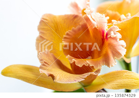 Close-up of Thai orchid on a blurred background, isolated. Close-up of Thai orchid on a blurred background, isolated. 135874329