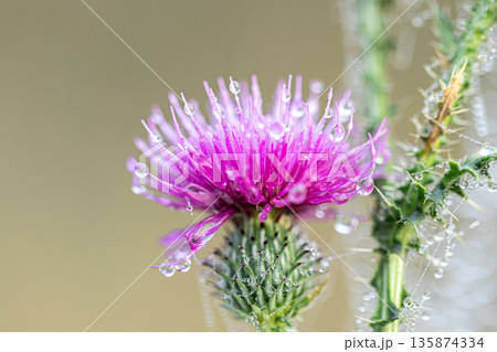 Close-up of a thistle flower in the morning dew. Close-up of a thistle flower in the morning dew. 135874334