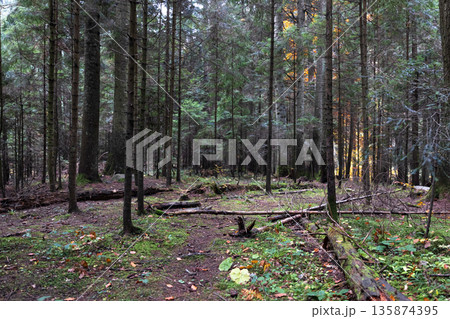 Coniferous forest in the highlands in early autumn. Coniferous forest in the highlands in early autumn. 135874395