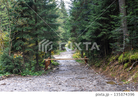 Coniferous forest in the highlands in early autumn. Coniferous forest in the highlands in early autumn. 135874396