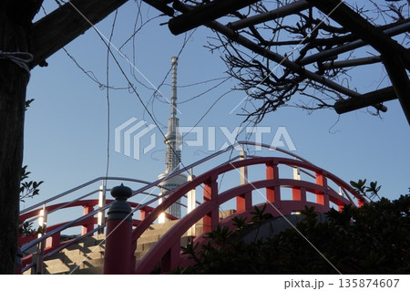 亀戸天神社と東京スカイツリー 135874607