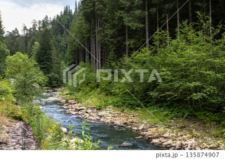River in the forest in the highlands, wild nature. 135874907