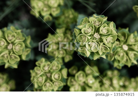 Rosetta stonecrop, or Sedum rosetta. Close-up photo of its small green leaves. 135874915