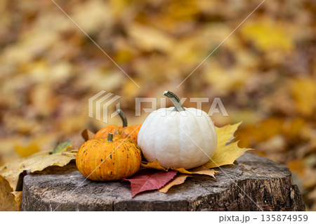 Small pumpkins on a stump in the autumn forest. 135874959