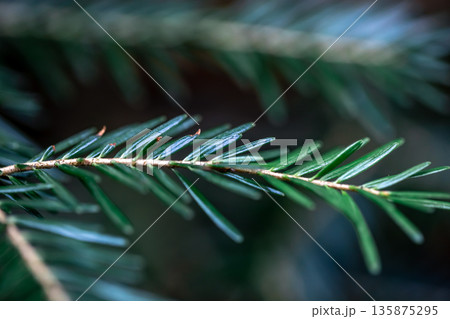 Spruce branch close-up, texture of spruce, macro shot. Spruce branch close-up, texture of spruce, macro shot. 135875295