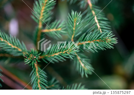 Spruce branch close-up, texture of spruce, macro shot. Spruce branch close-up, texture of spruce, macro shot. 135875297