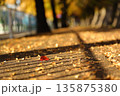いちょう並木の中にある赤い葉 135875380