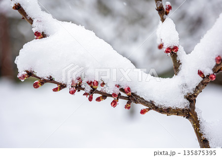 Tree branches in spring covered with snow, close up. 135875395