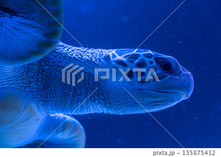 Turtle swims in the water, close-up, blue background. 135875412