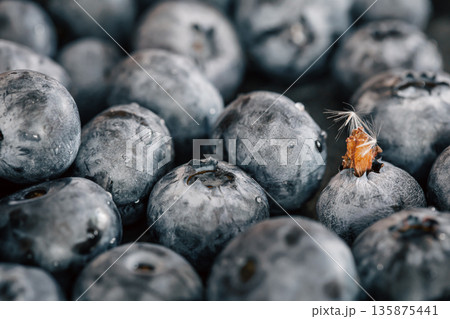 Water drops on ripe sweet blueberry, macro. 135875441