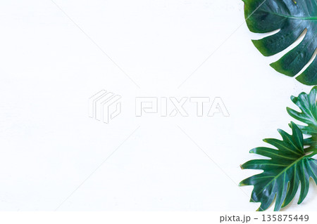 White background with natural beautiful green leaves White background with natural beautiful green leaves 135875449