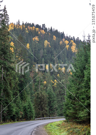 Winding road in a mountainous area in a coniferous forest. 135875459