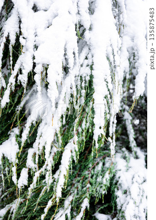 Coniferous plant in winter covered with snow, close up. Coniferous plant in winter covered with snow, close up. 135875483