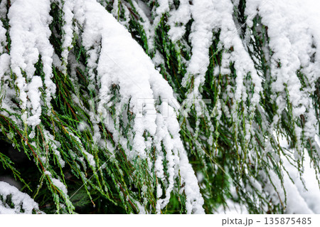 Coniferous plant in winter covered with snow, close up. 135875485