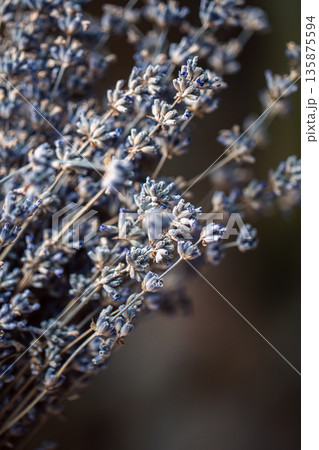 Dried lavender flowers, macro shot, blurred background. Dried lavender flowers, macro shot, blurred background. 135875594