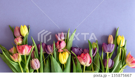 Flat lay, tulips on a colored background. 135875667
