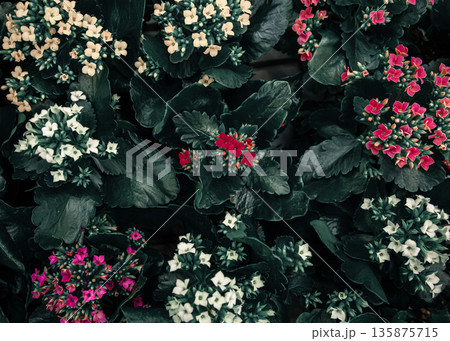 Bright background with lots of floral texture. 135875715