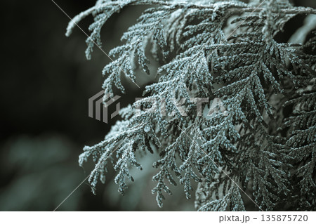 Spruce twigs covered with frost close up. 135875720