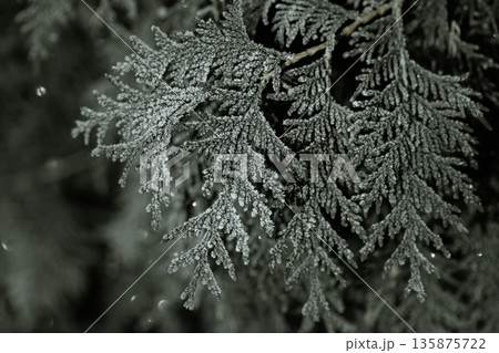 Spruce twigs covered with frost close up. Spruce twigs covered with frost close up. 135875722
