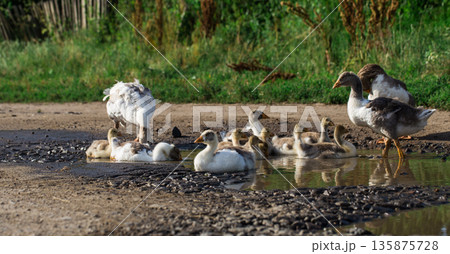 geese out of the water geese out of the water 135875728