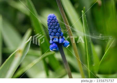 Grape hyacinths or blue muscari in spring garden. 135875737