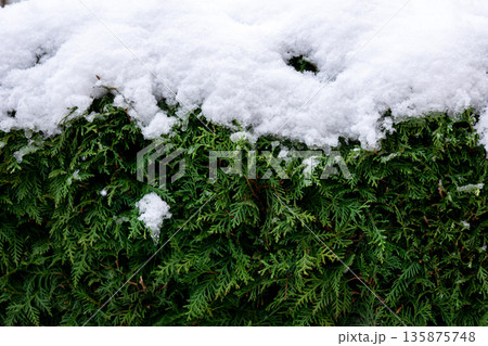 Green coniferous bush in snow, thuja hedge texture in winter. 135875748