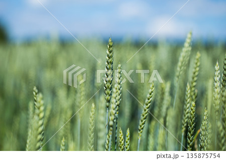 Green Wheat Head in Cultivated Agricultural Field, Early Stag 135875754