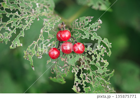 A holey leaf eaten by caterpillars, a leaf with a beautiful pattern. A holey leaf eaten by caterpillars, a leaf with a beautiful pattern. 135875771