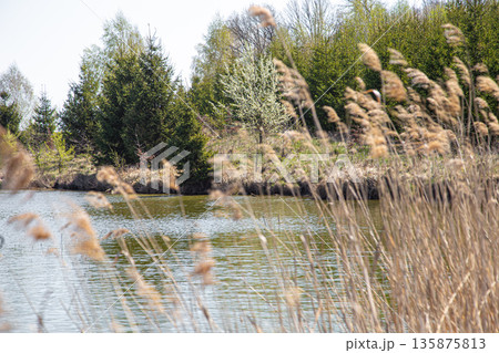 Landscape. Lake and swamp on the background of beautiful trees. Landscape. Lake and swamp on the background of beautiful trees. 135875813