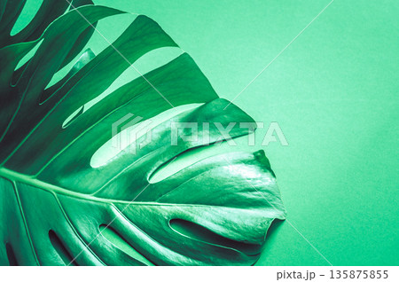 monster leaves on a green background 135875855