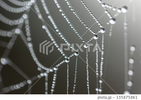Macro shot of a drop of morning dew on a spider web. 135875861