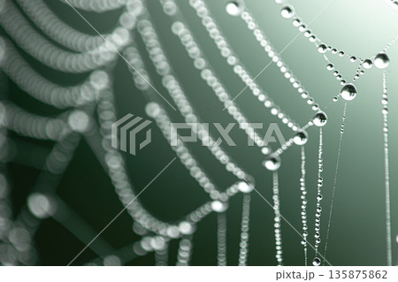 Macro shot of a drop of morning dew on a spider web. 135875862