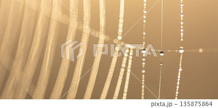 Macro shot of a drop of morning dew on a spider web. 135875864
