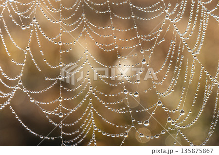 Close-up of dew drops on a spider web. Close-up of dew drops on a spider web. 135875867