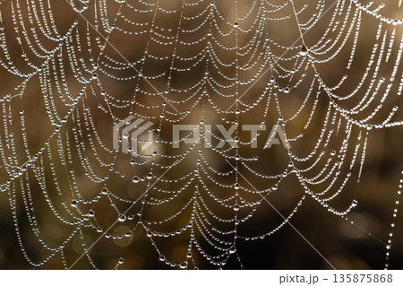 Close-up of dew drops on a spider web. 135875868