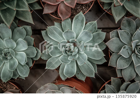 Natural beautiful background with lots of succulents. 135875920