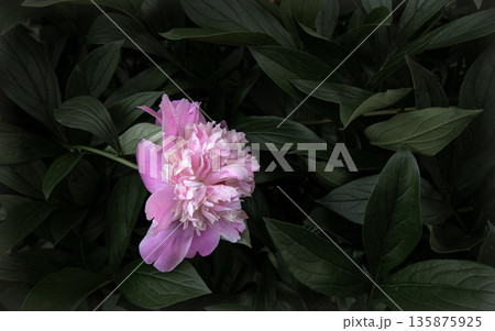 Pink peony flower among the foliage close-up. 135875925
