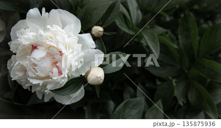 Close-up of a peony blooming on a bush. Close-up of a peony blooming on a bush. 135875936