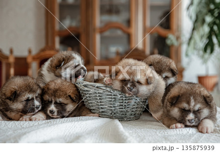 Newborn little fluffy puppies lie resting all together. Newborn little fluffy puppies lie resting all together. 135875939