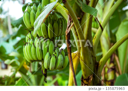 palm tree with green bananas palm tree with green bananas 135875963