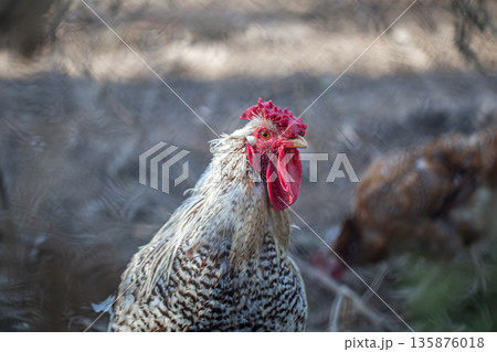 Portrait of a rooster with beautiful light feathers bright red comb. Portrait of a rooster with beautiful light feathers bright red comb. 135876018