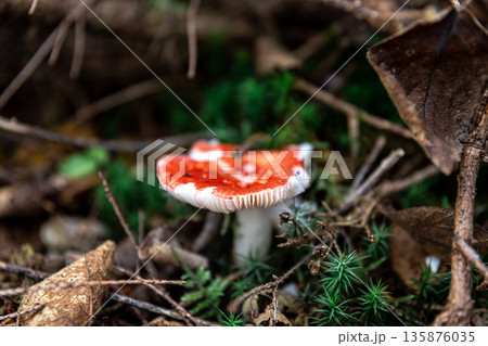 Red mushroom among lithuania in the forest, macro shot. Red mushroom among lithuania in the forest, macro shot. 135876035