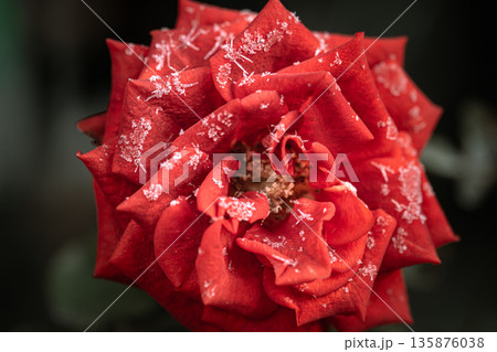 A single red rose, covered with ice crystals close up. A single red rose, covered with ice crystals close up. 135876038