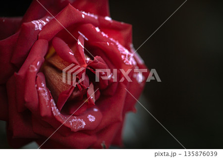 A single red rose, covered with ice crystals close up. A single red rose, covered with ice crystals close up. 135876039