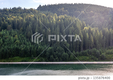 Conifer forest above lake in the mountains under soft light. Calm and green. Conifer forest above lake in the mountains under soft light. Calm and green. 135876400