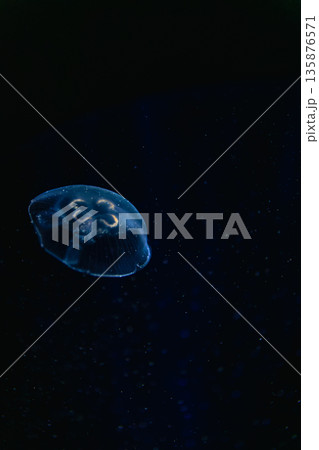 Lonely jellyfish in infinite darkness. Underwater minimalism. 135876571