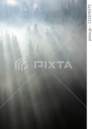 Milky fog and bright sun curtains. Luminous morning. Milky fog and bright sun curtains. Luminous morning. 135876575