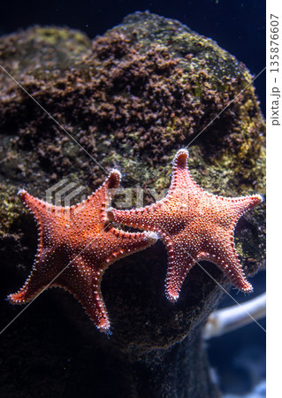 Paired sea stars on rock. Vertical macro. 135876607